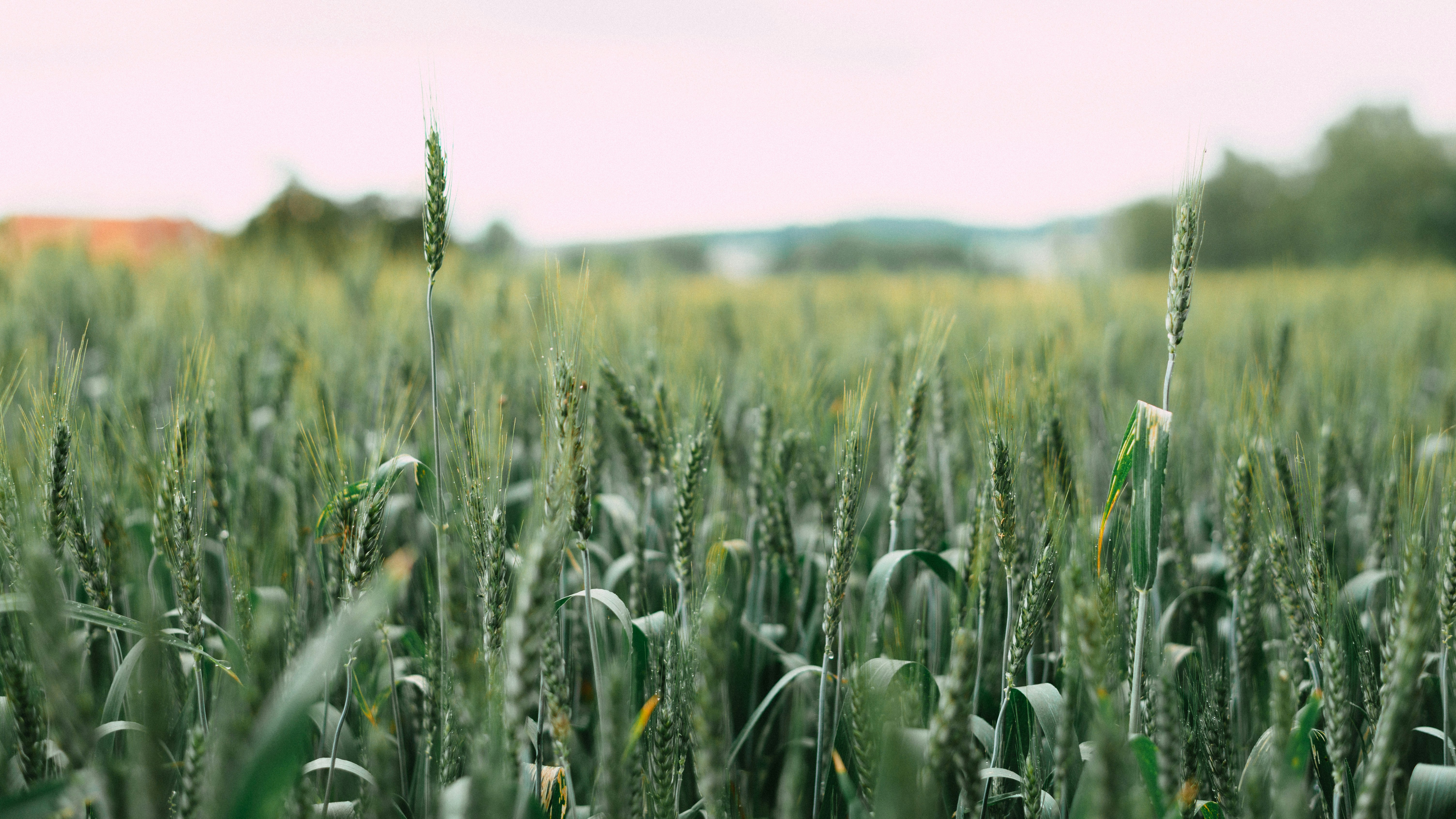 Photo by gabor_veres