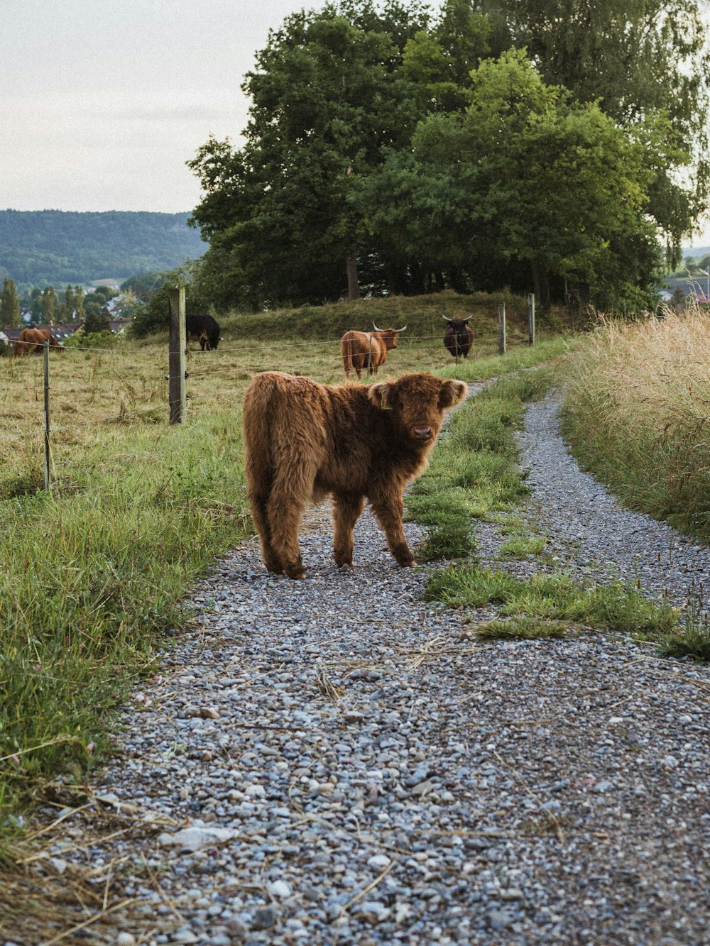 a group of cows walk down a gravel road