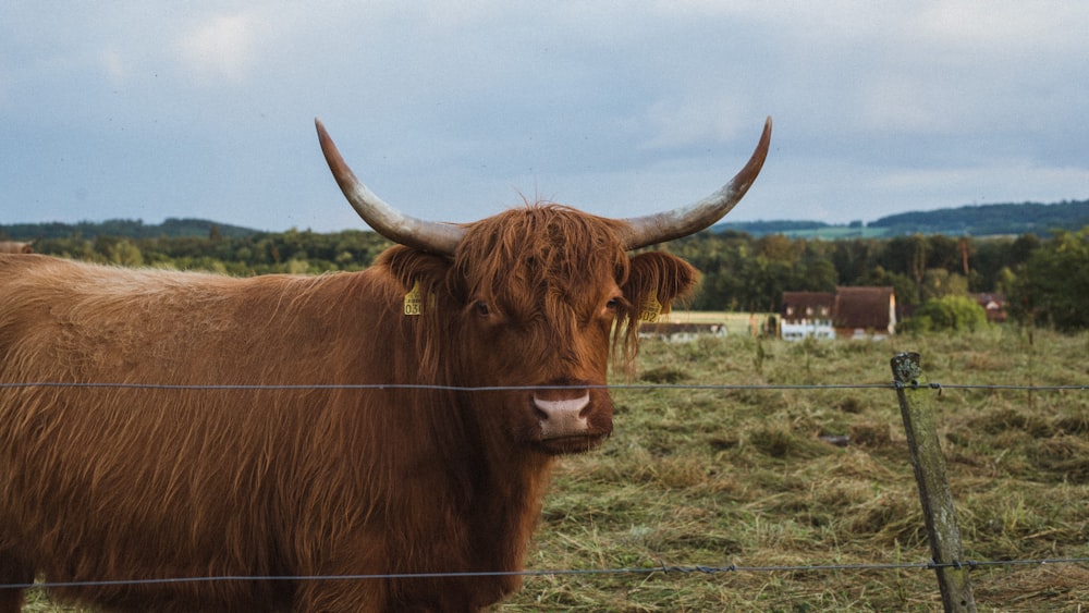a cow stands in a fenced in pasture