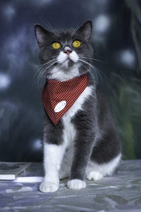Kucing yang mengenakan bandana hewan peliharaan dengan nama khusus