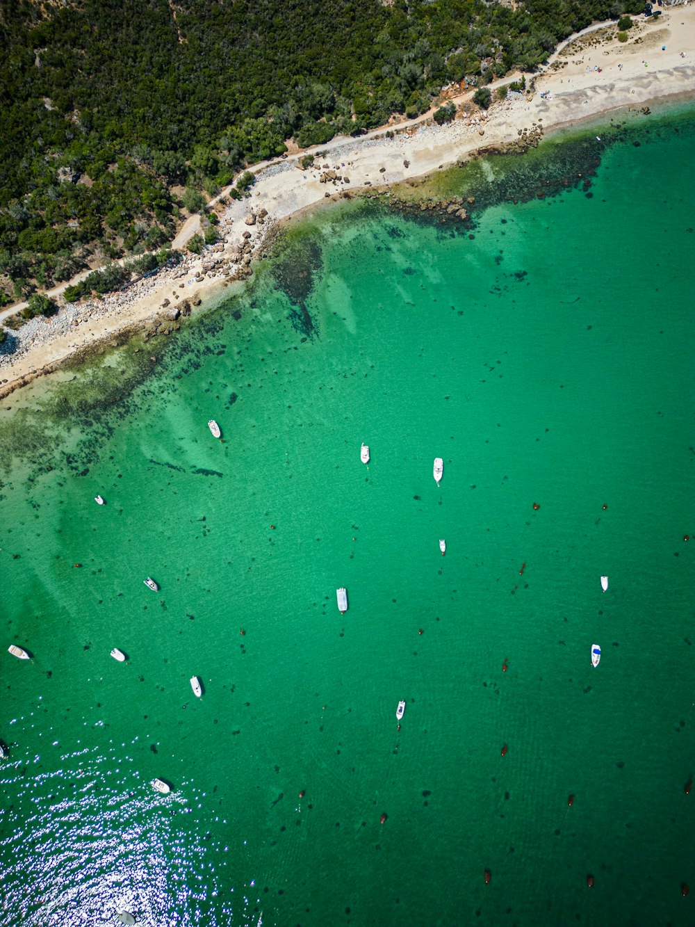 a body of water with many small white objects in it