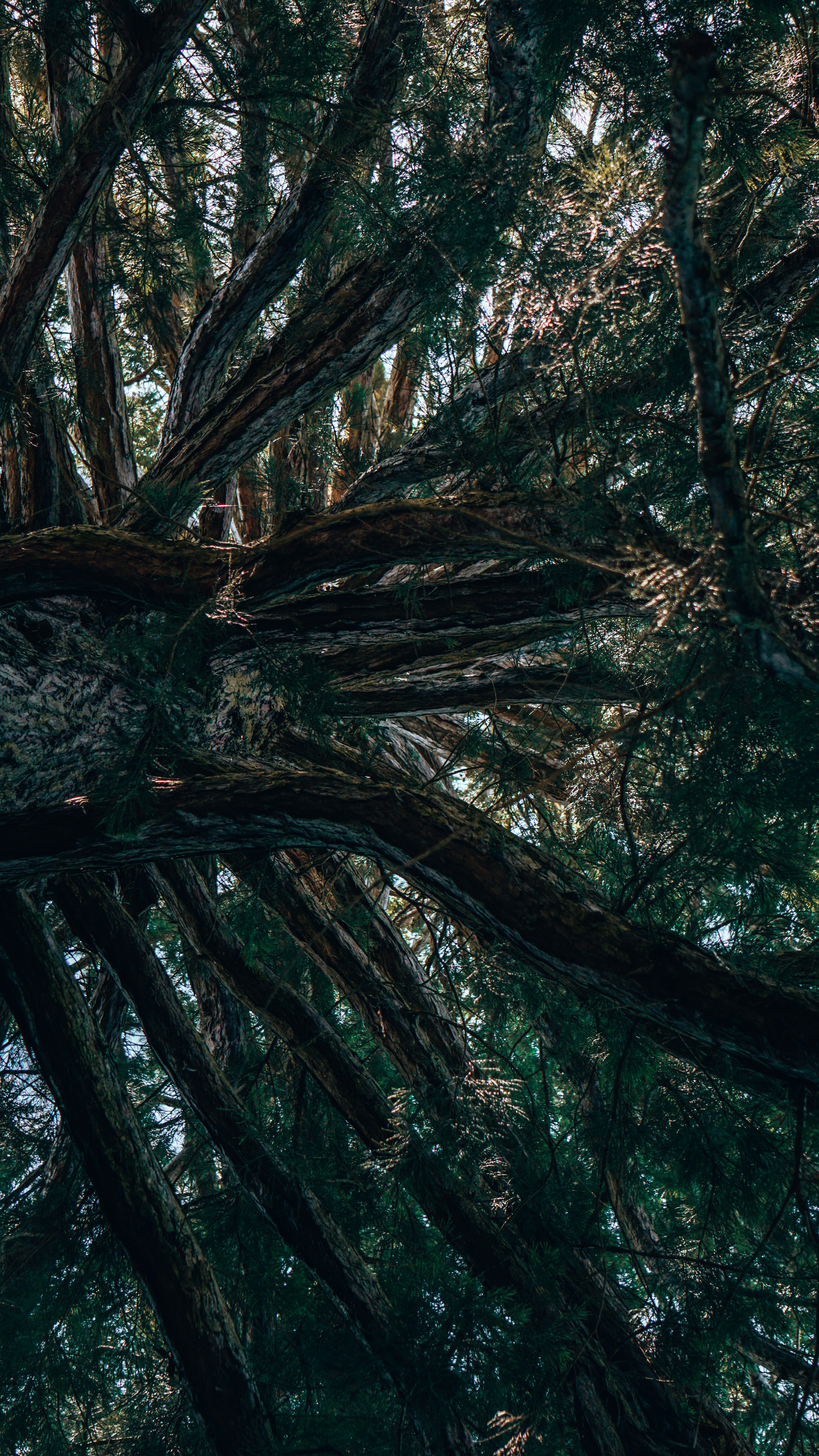 A group of trees with green leaves photo Free Mainau Image on Unsplash