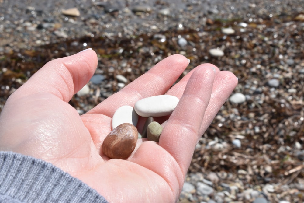 a hand holding a small round brown object