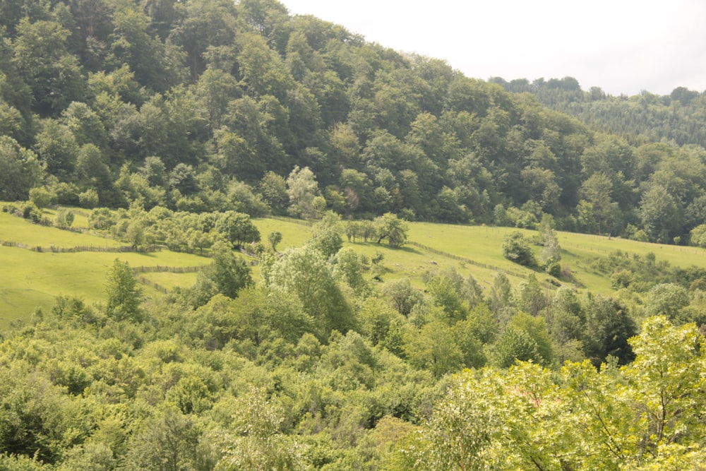 a landscape with trees and bushes