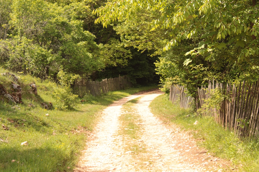 a dirt road in a wooded area