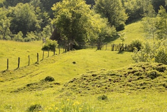 An outdoor landscape showcasing lush greenery and pathways.