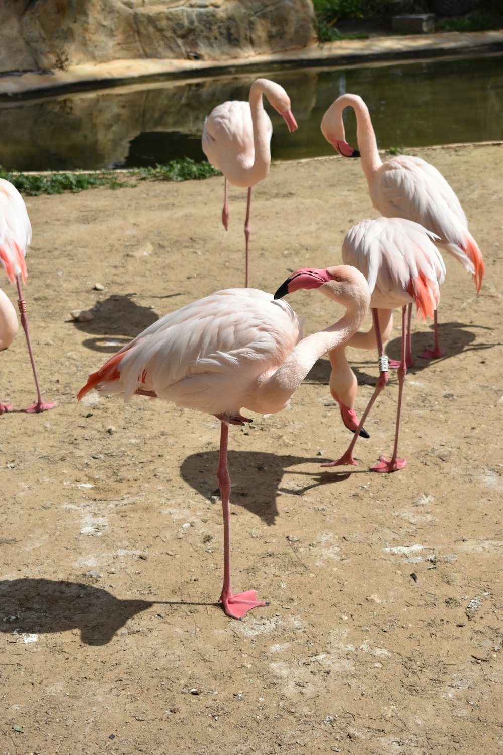 a group of flamingos standing on dirt near water