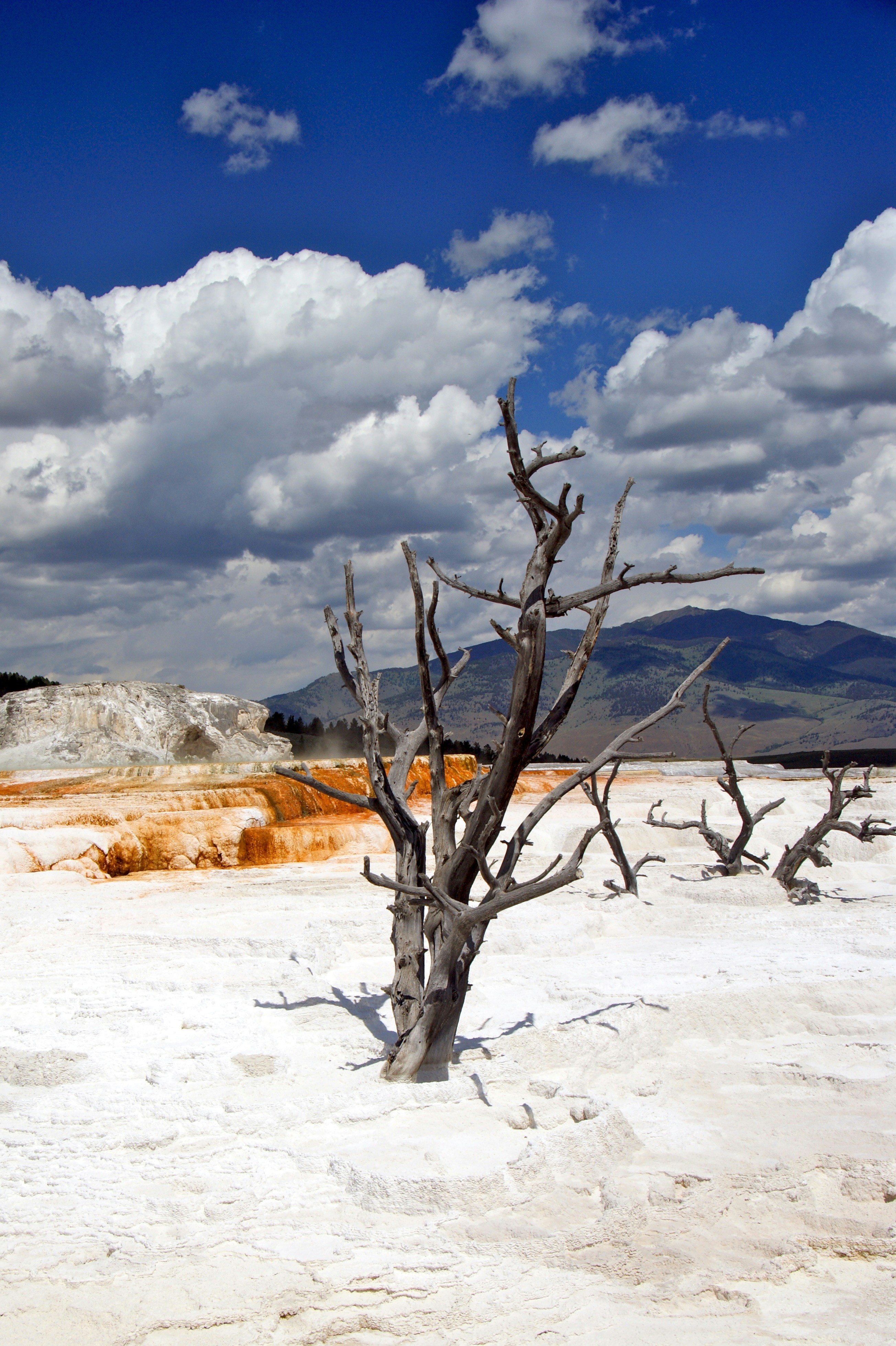 a tree in a snowy place