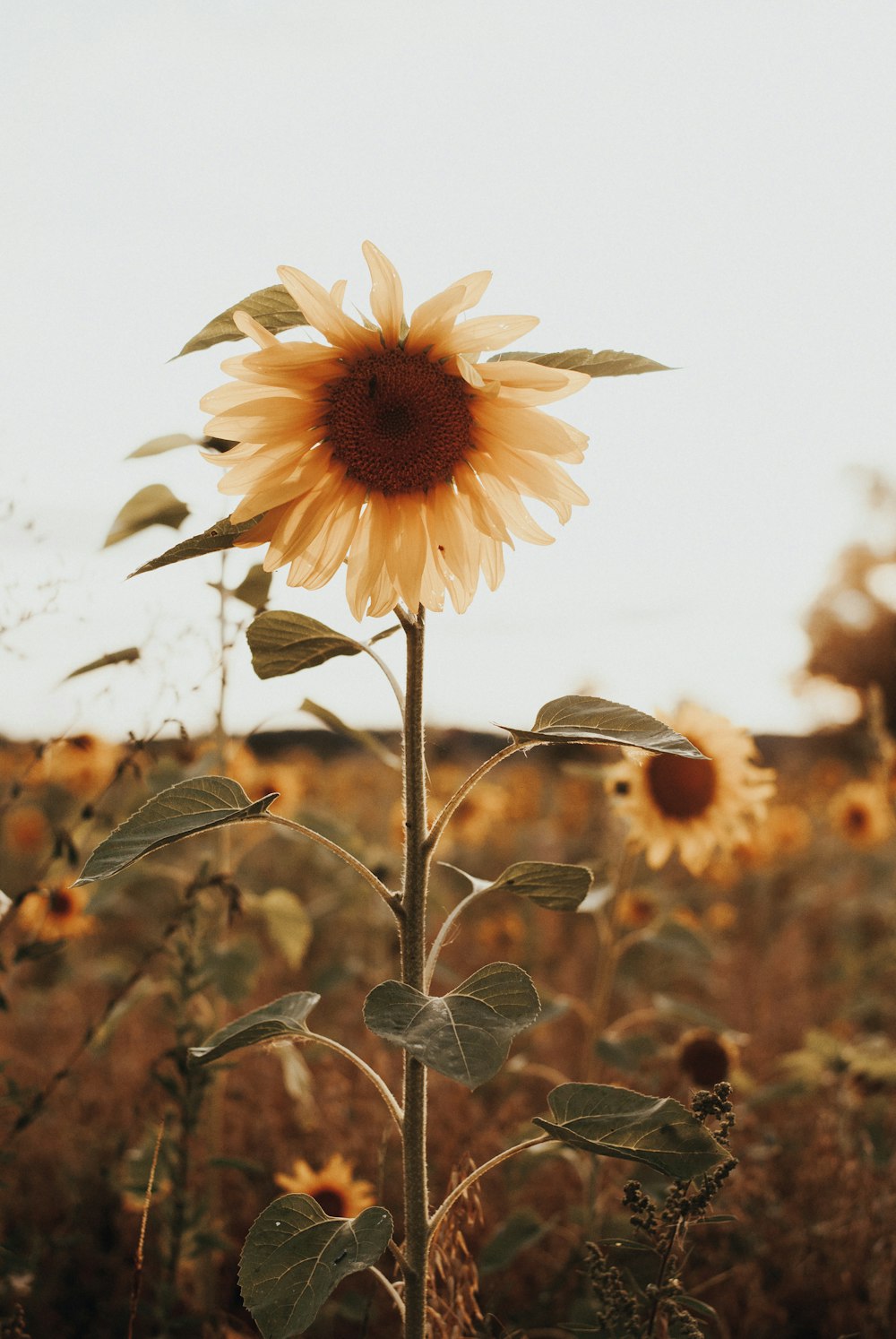 a yellow flower on a plant