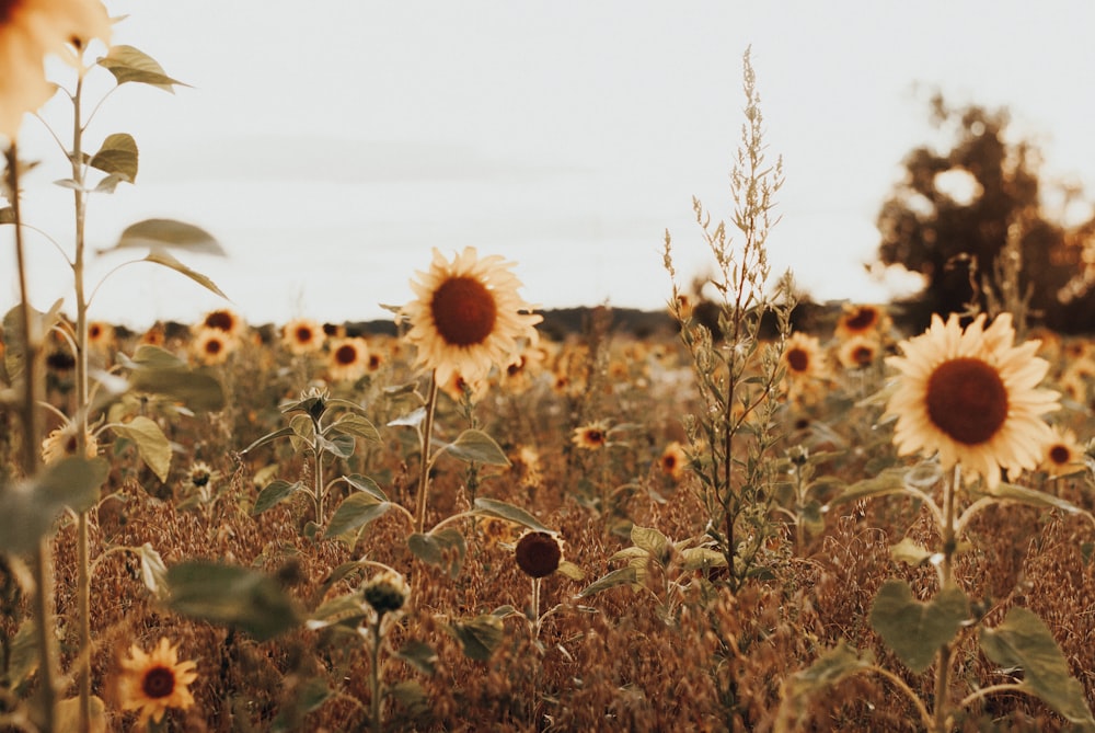 a field of sunflowers