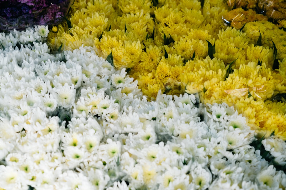 um close up de flores