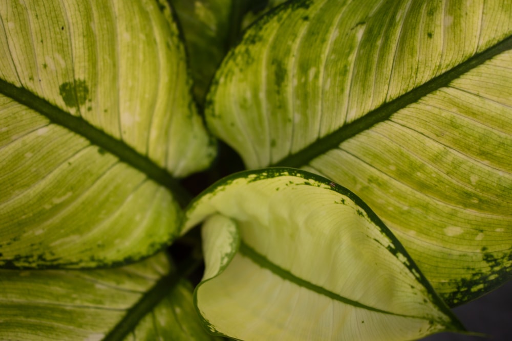 a close up of a leaf