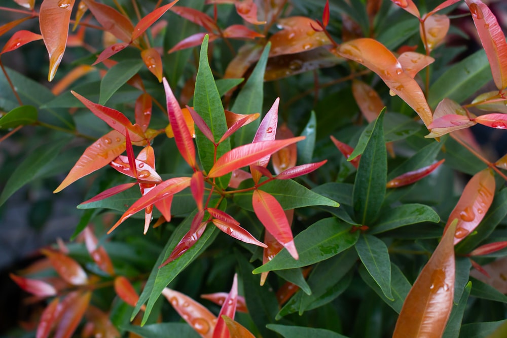 a close up of a plant