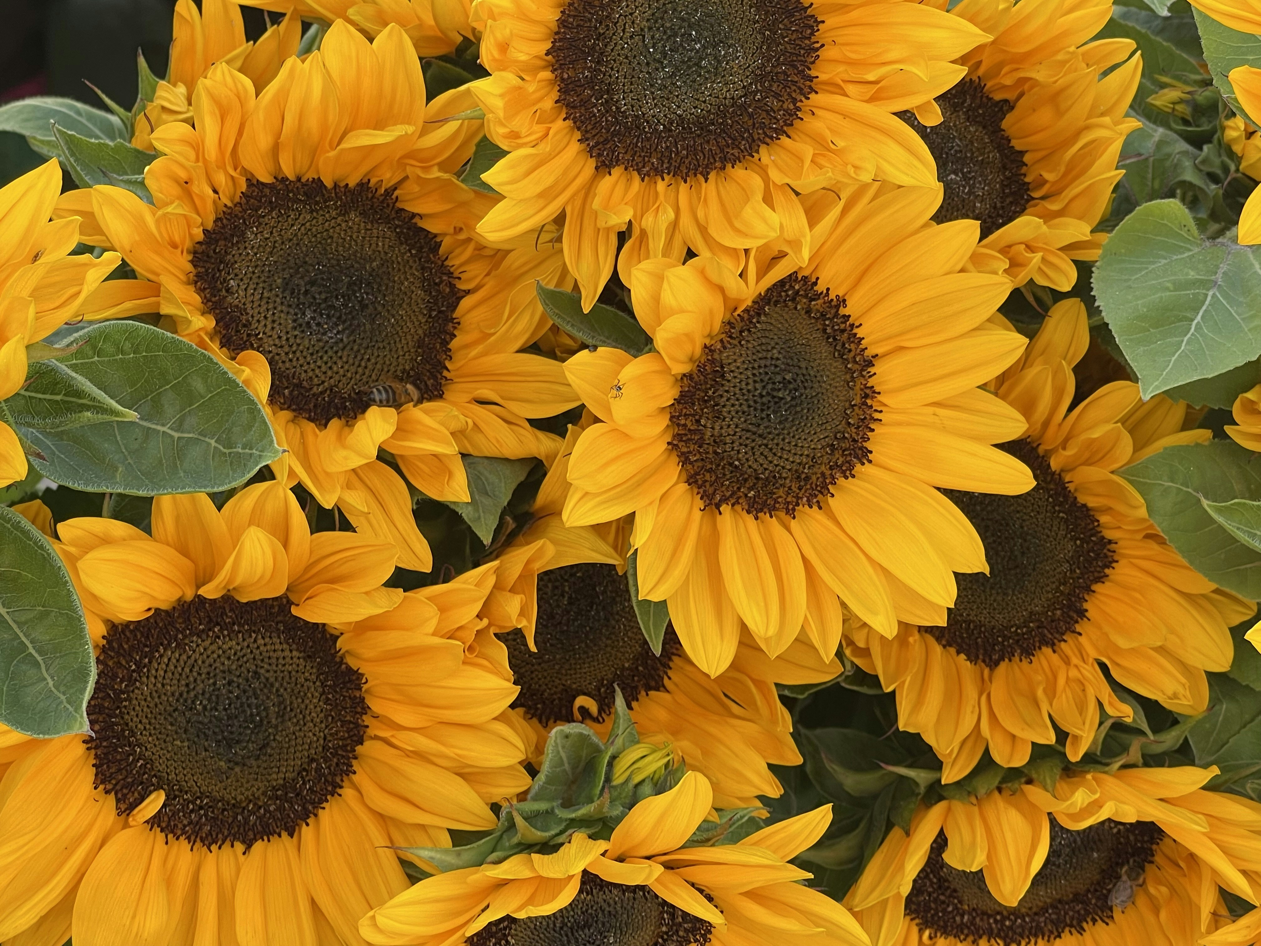 a group of sunflowers