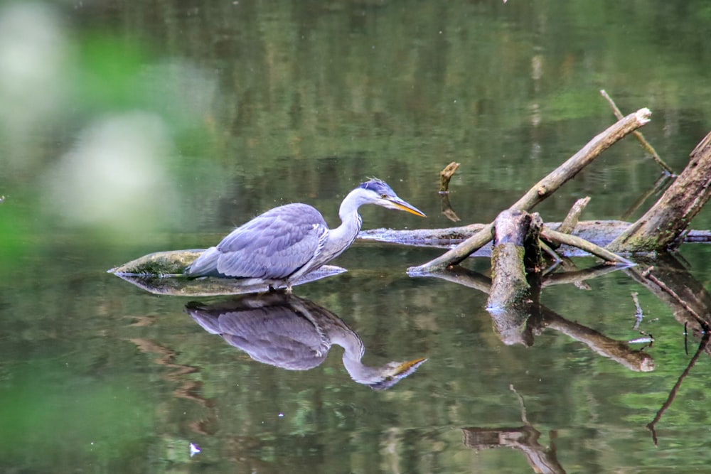 Ein Vogel auf einem Ast im Wasser