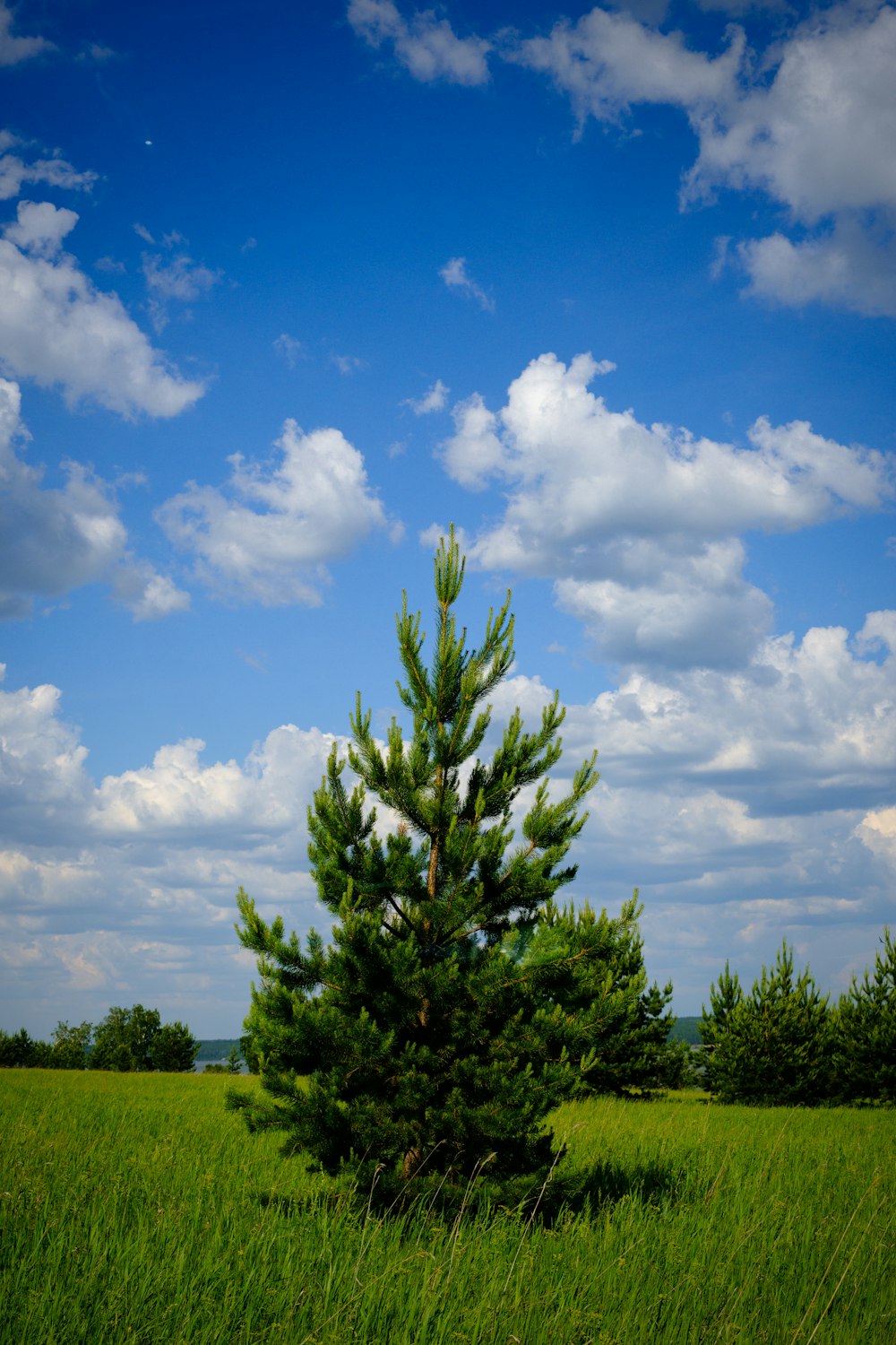 a tree in a field