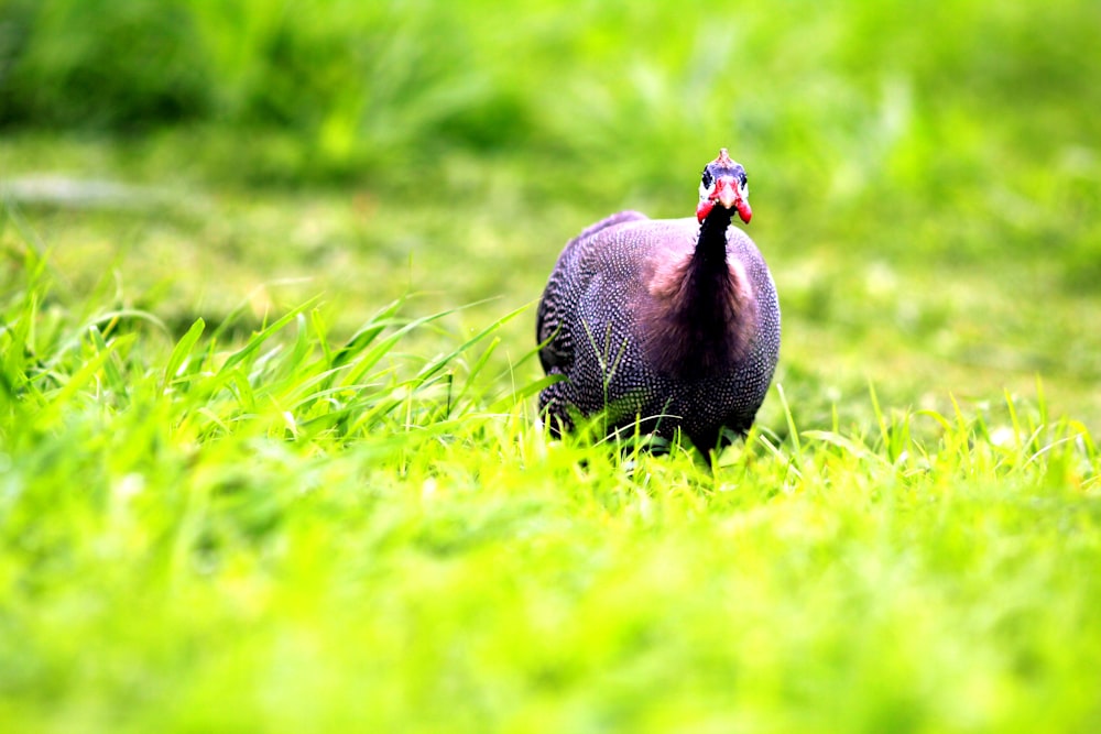 un uccello in piedi in una zona erbosa