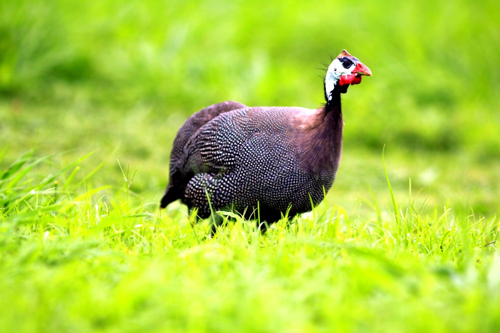 a bird in the grass