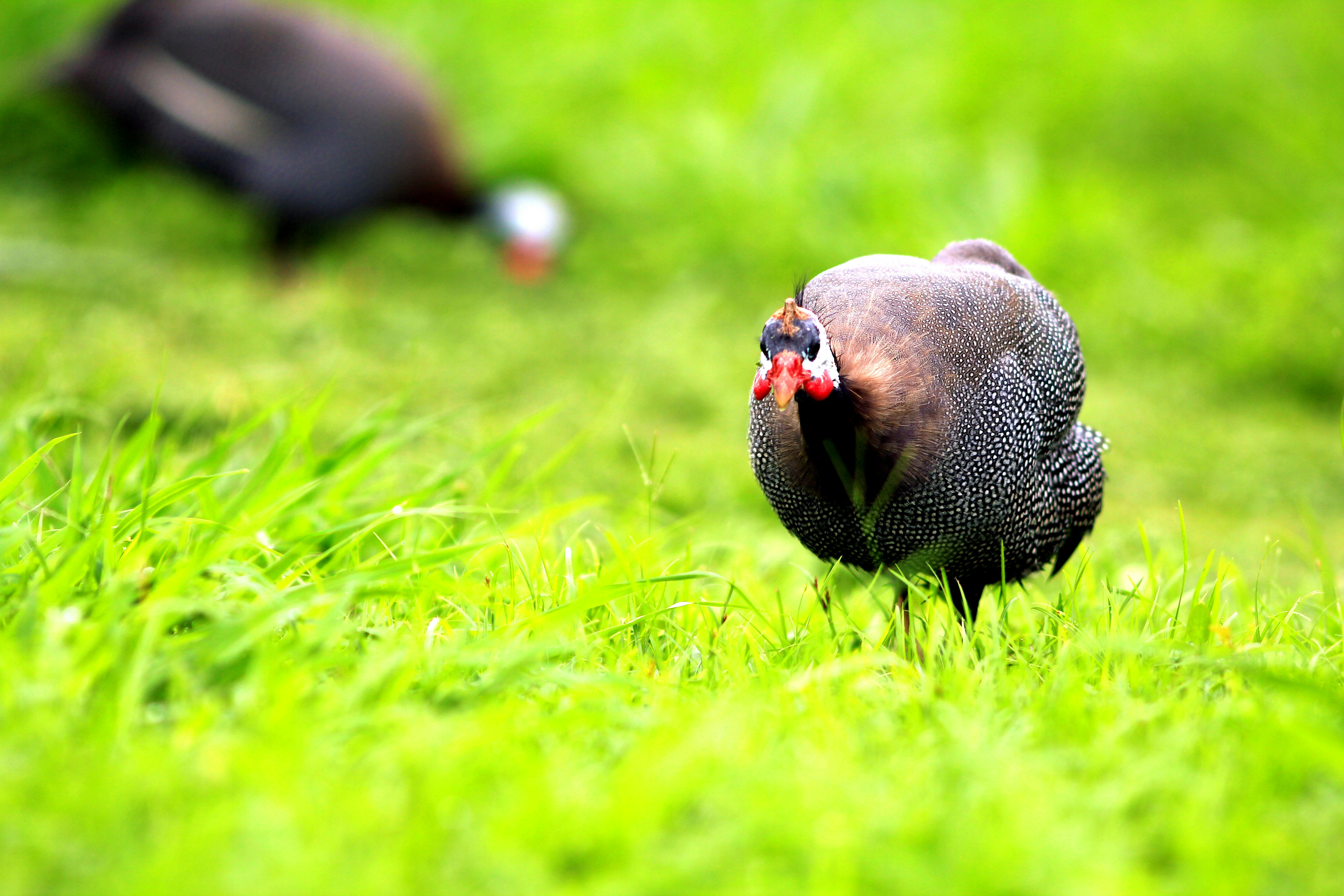 The Guinea Hen Chronicles: An Honest Look at This Quirky Homestead Ally