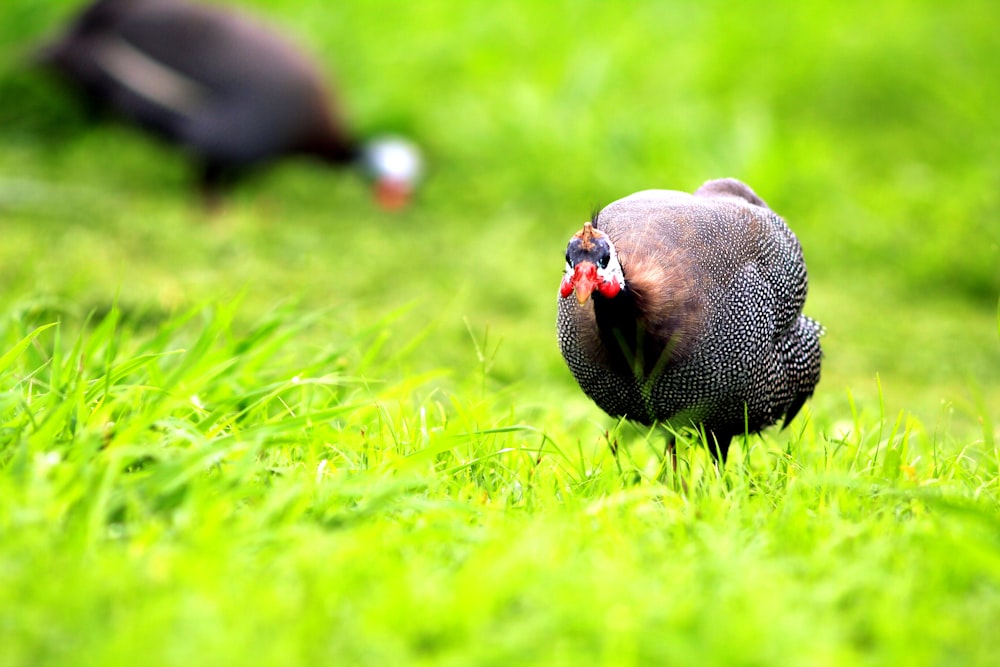 a bird standing on grass