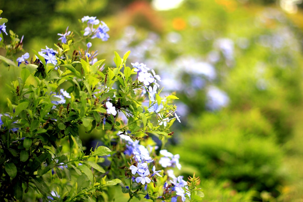 a close up of some flowers