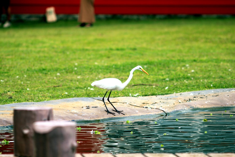 a white bird walking on a wooden platform near water