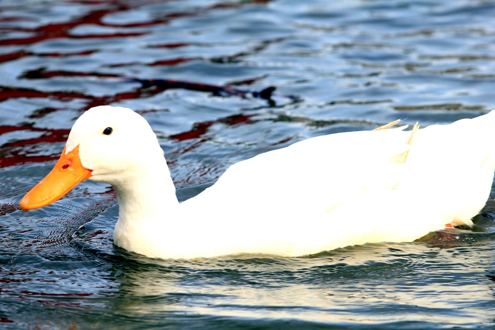 a white duck swimming in water