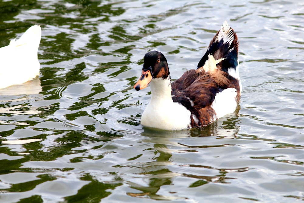 a duck and a duckling swimming in water