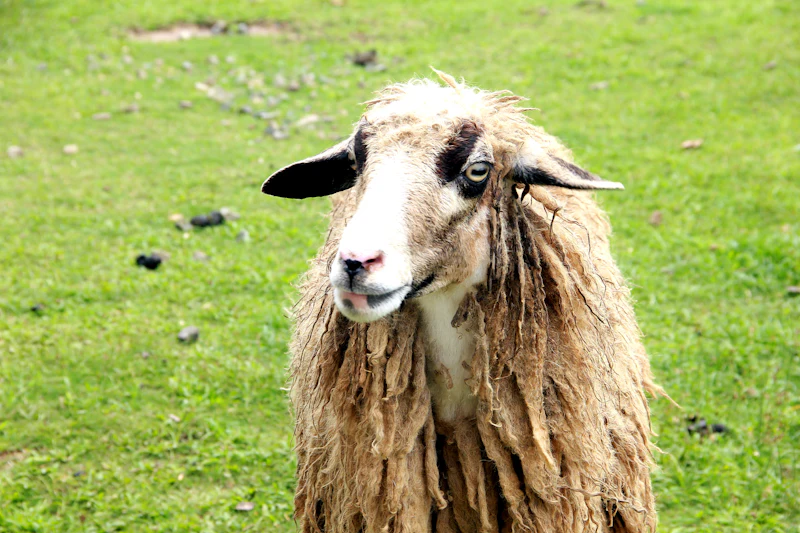 Goat at Rai Dairy Farm
