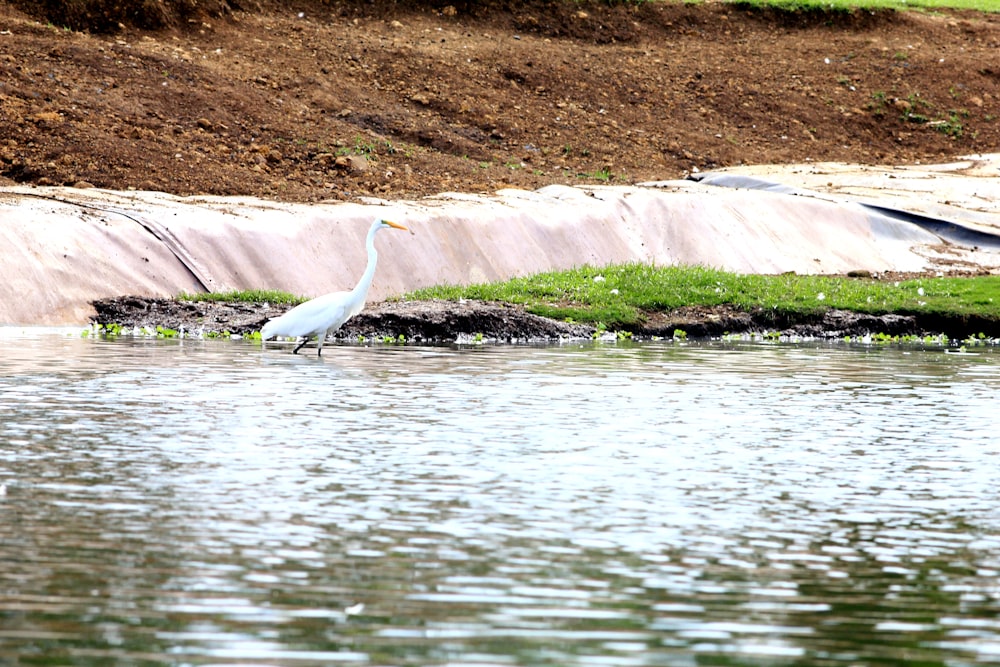 un uccello bianco in piedi su una roccia nell'acqua