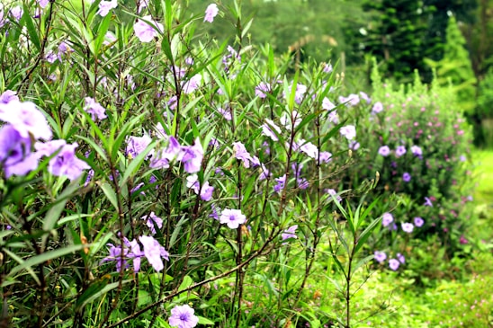 A lush garden corner bathed in soft sunlight, featuring blooming purple flowers and rich green foliage.