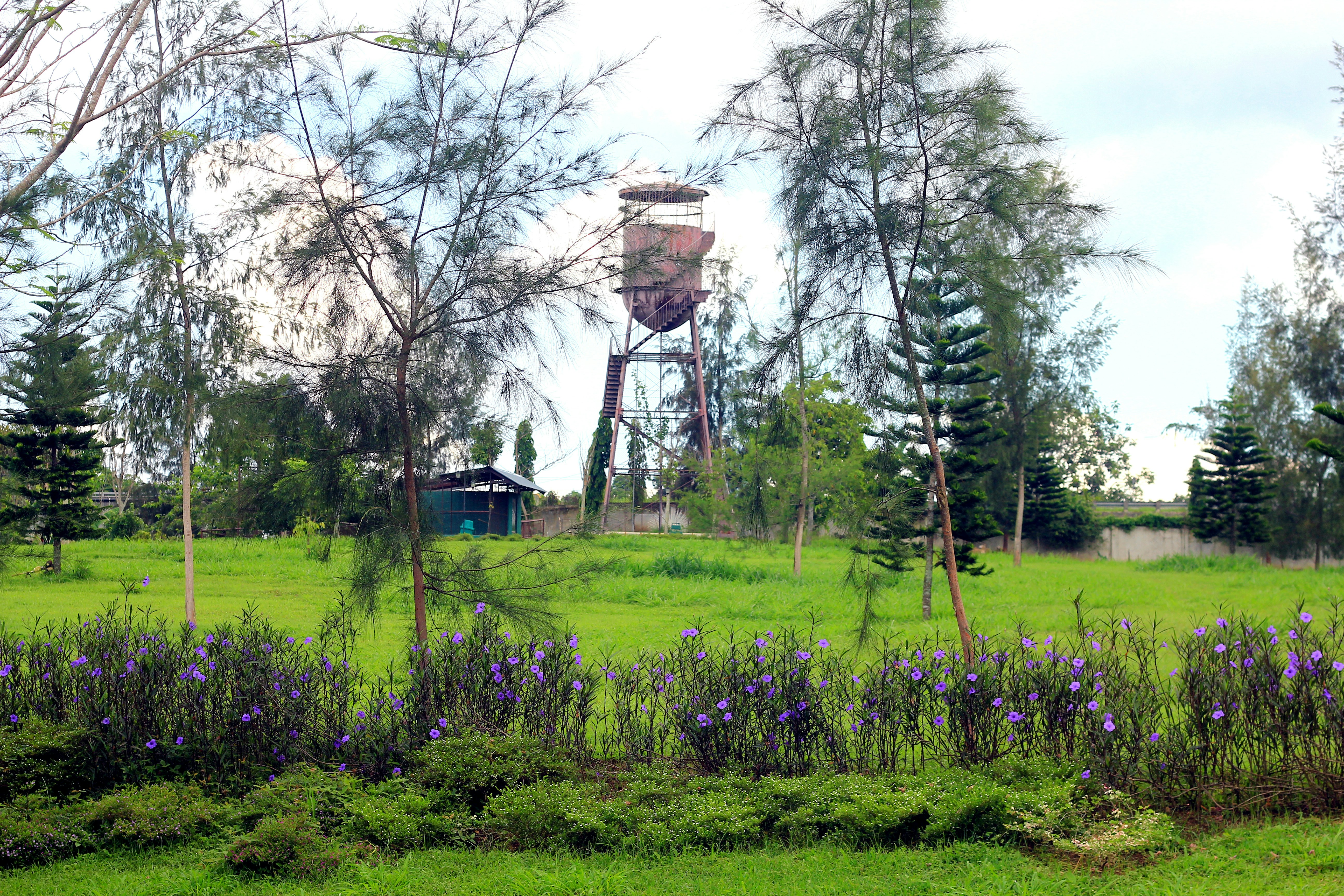a windmill in a field