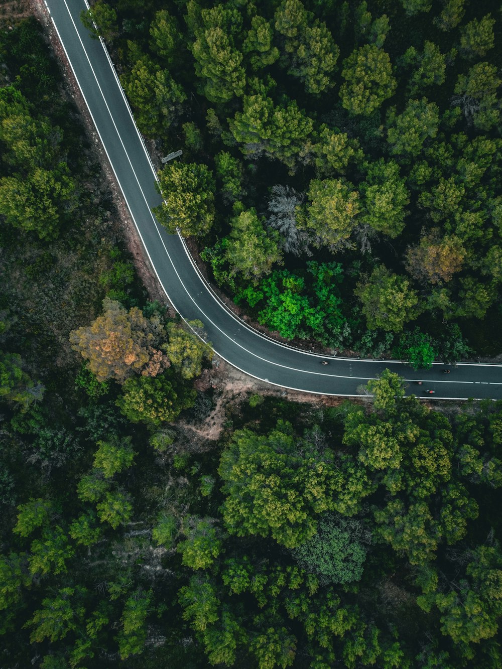 Un camino sinuoso a través de un bosque