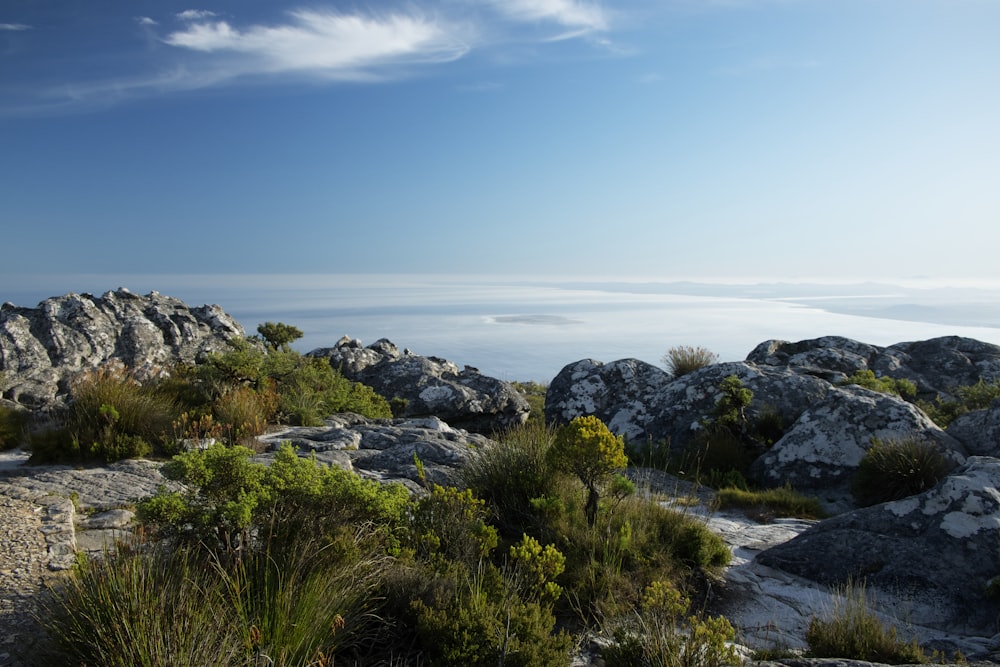 a landscape with rocks and plants