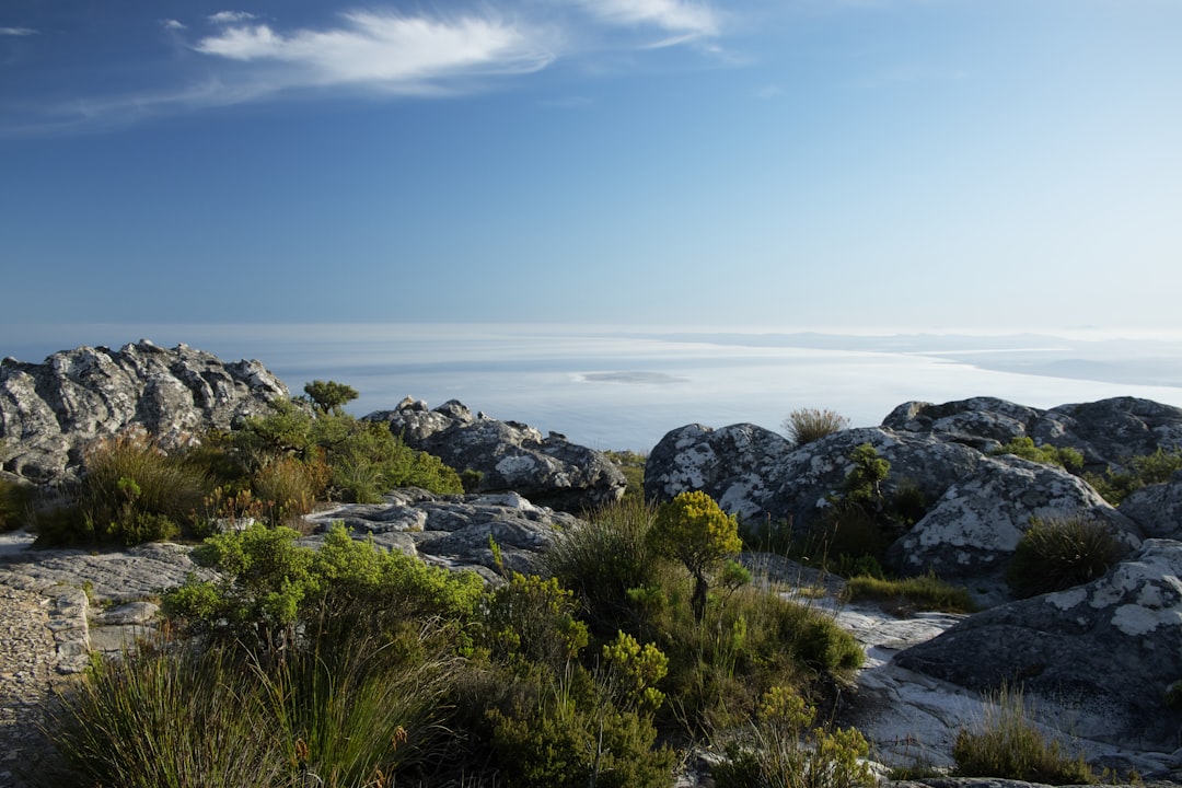 a landscape with rocks and plants,