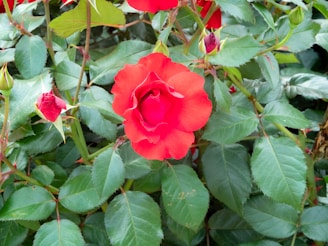 A vibrant red rose in full bloom surrounded by green leaves and several rosebuds in various stages of development.