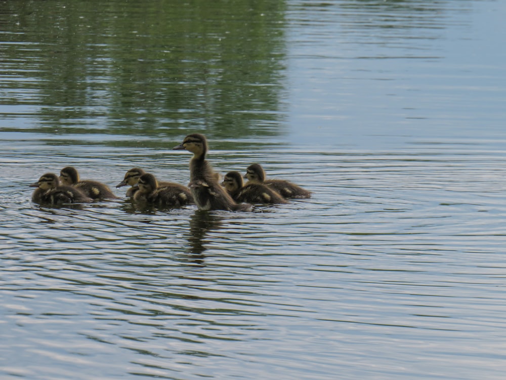 a group of ducks swimming in a lake