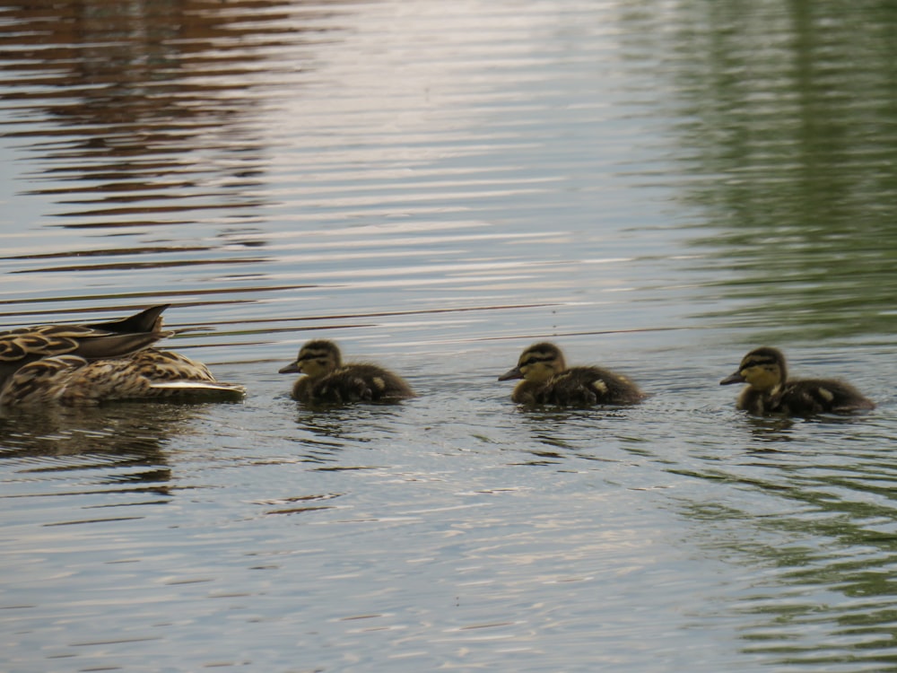 a group of ducks swimming in a lake