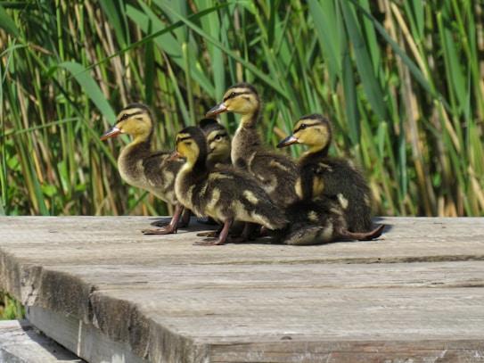 A group of ducklings is gathered on a wooden platform. The background features tall green reeds, indicating a natural marsh or wetland environment. The ducklings are positioned closely together, likely exhibiting social behavior typical of young ducks.