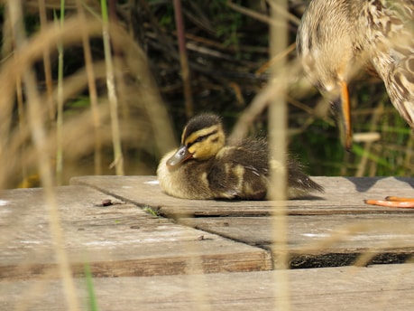 A small duckling with soft, fluffy feathers sits calmly on a wooden platform. The duckling has light yellow and brown coloring, with a dark stripe across its eye. Part of an adult duck with speckled feathers is seen nearby, slightly out of focus. Surrounding the platform are blurred stalks and green vegetation.