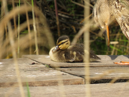 A small duckling with soft, fluffy feathers sits calmly on a wooden platform. The duckling has light yellow and brown coloring, with a dark stripe across its eye. Part of an adult duck with speckled feathers is seen nearby, slightly out of focus. Surrounding the platform are blurred stalks and green vegetation.