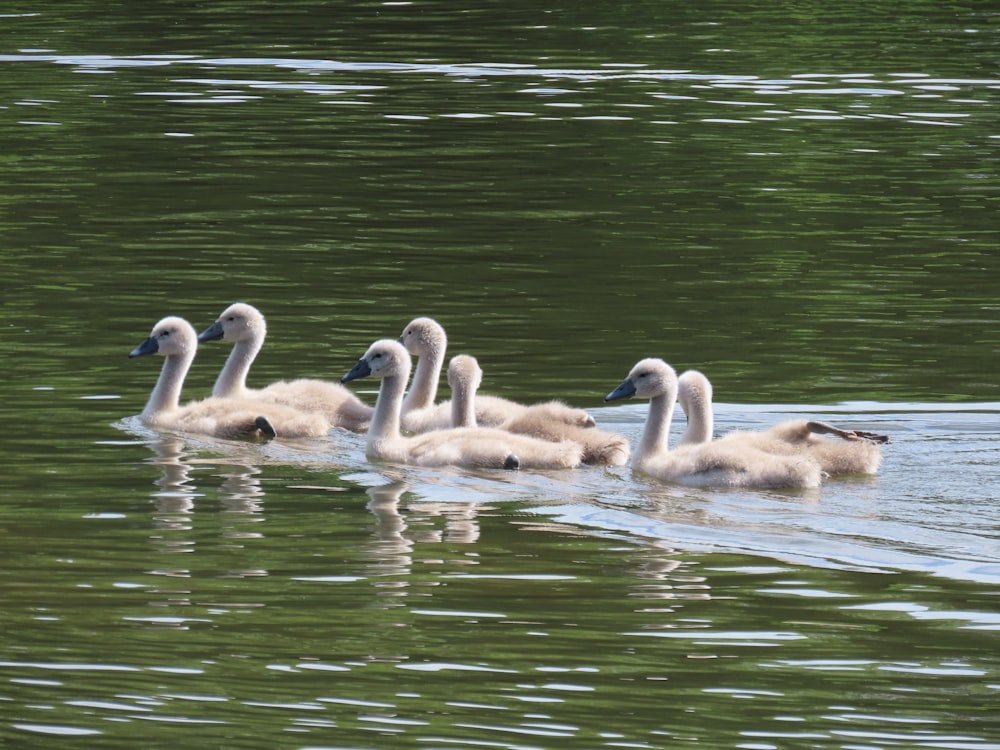 a group of geese swimming in a pond