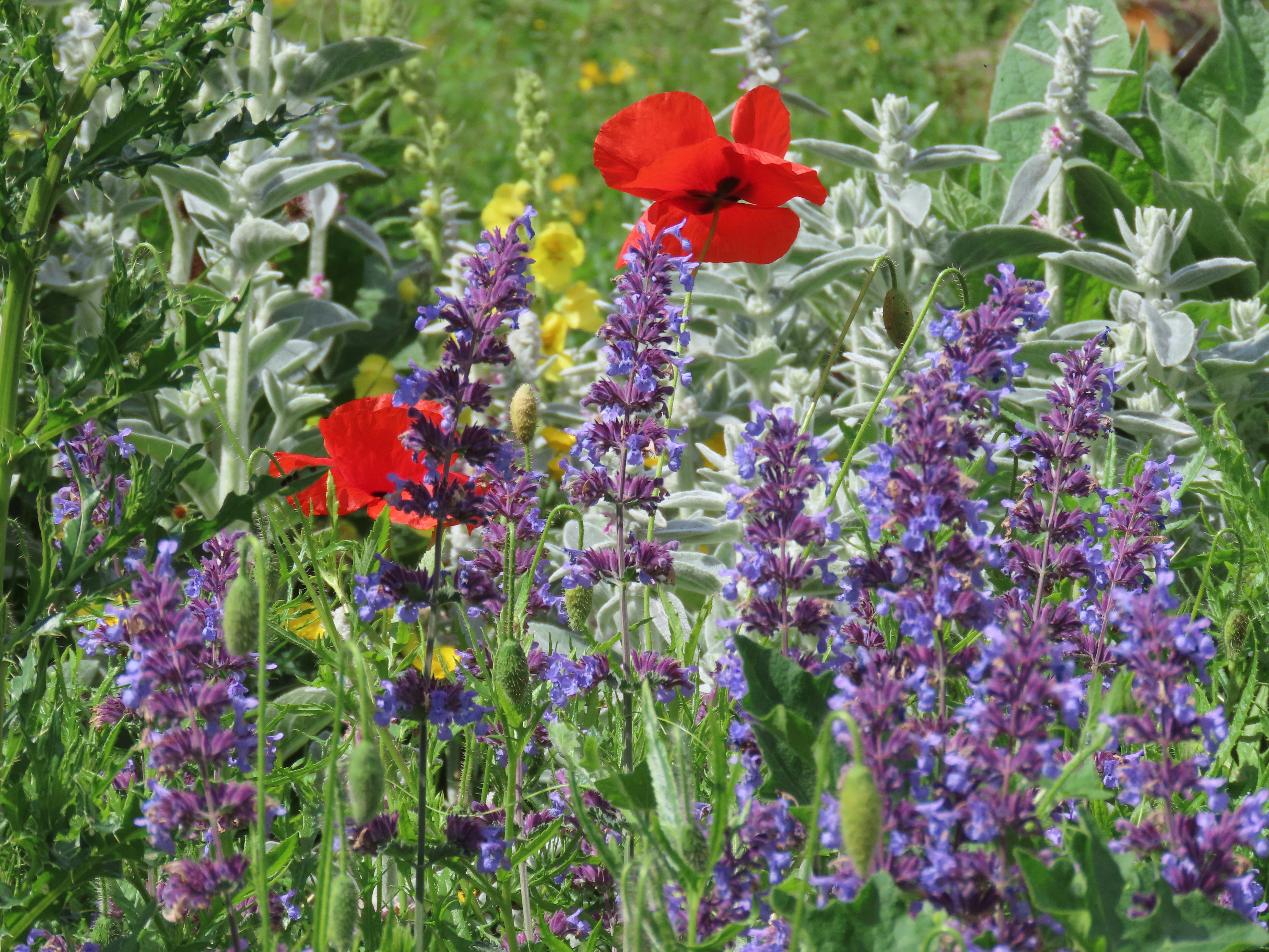 An organic garden layout highlighting compatible plant groupings in raised beds