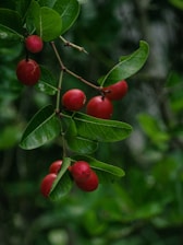 a group of red berries on a tree