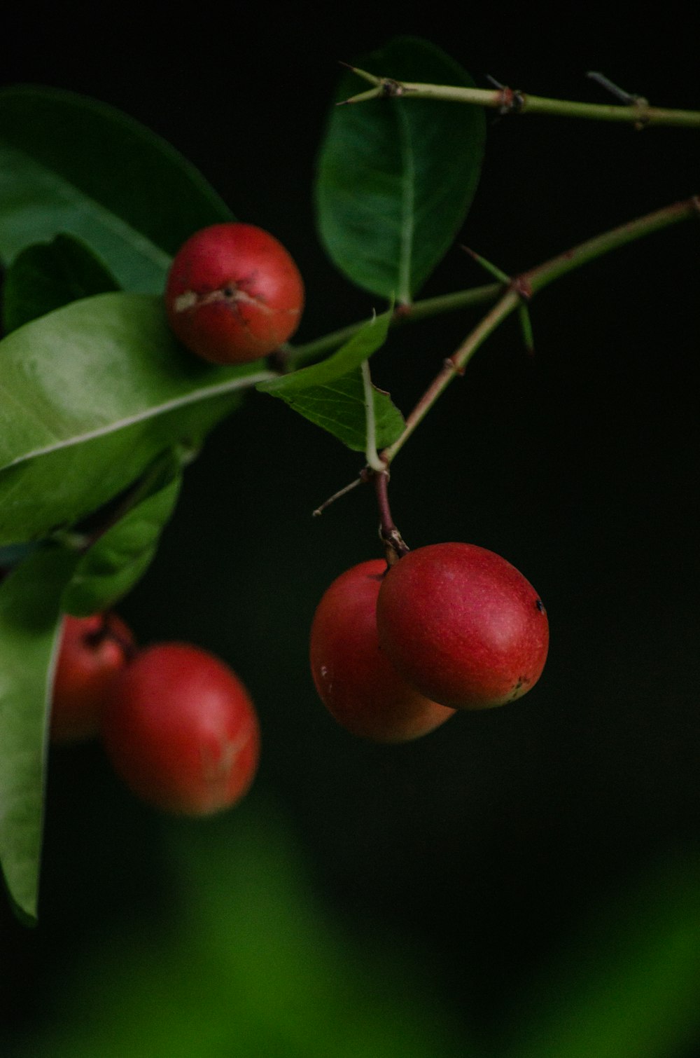 a group of cherries on a branch