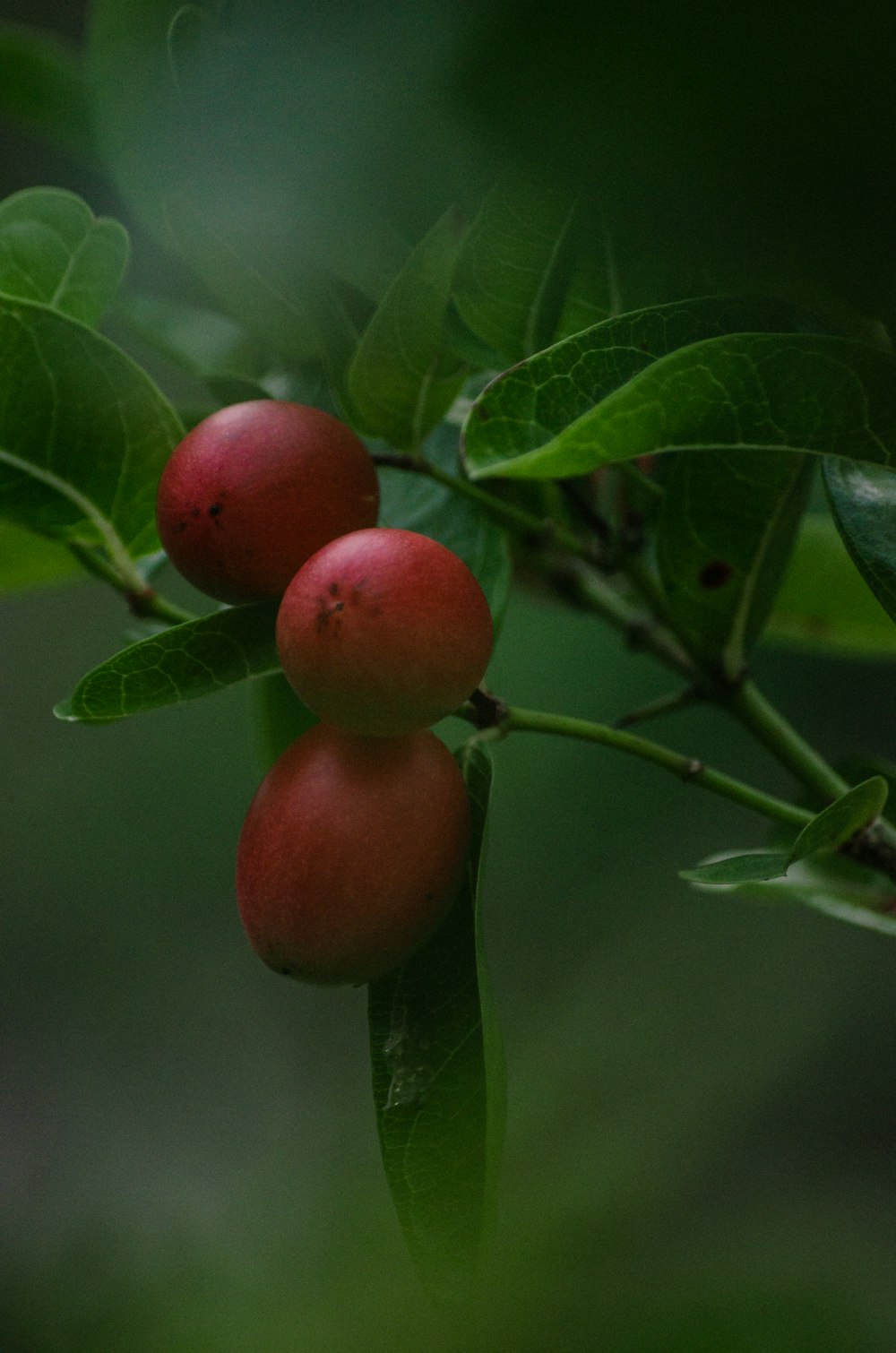 a group of fruits on a tree