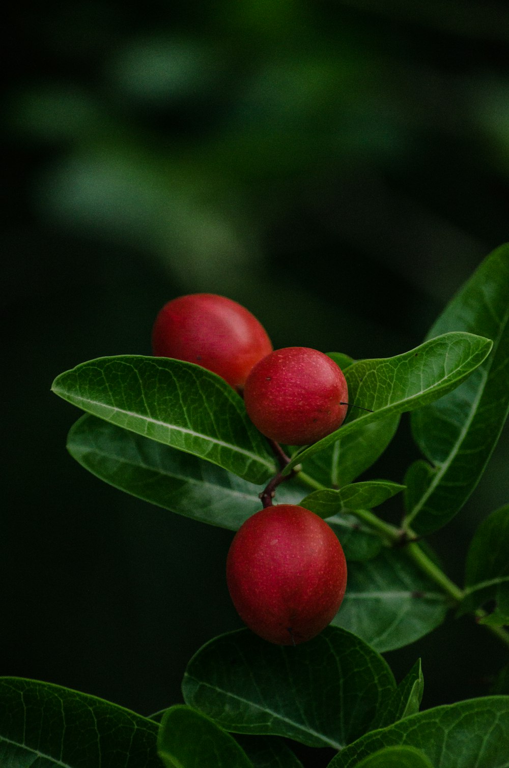 a group of red berries on a green plant