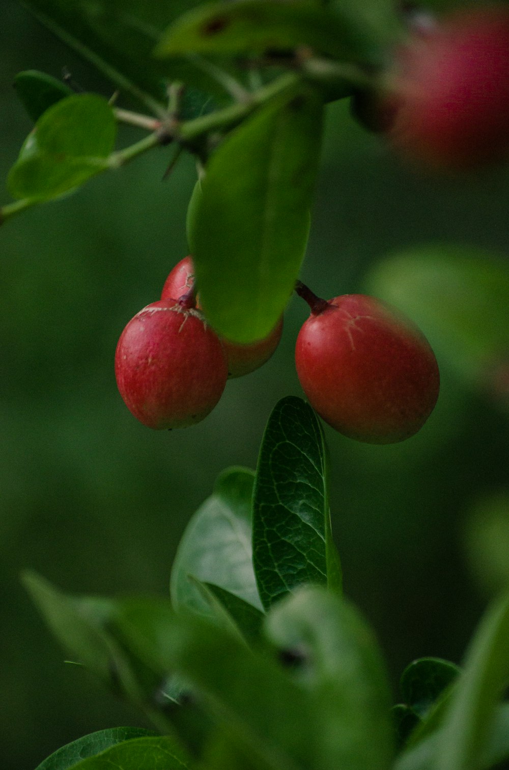 a close up of some fruit