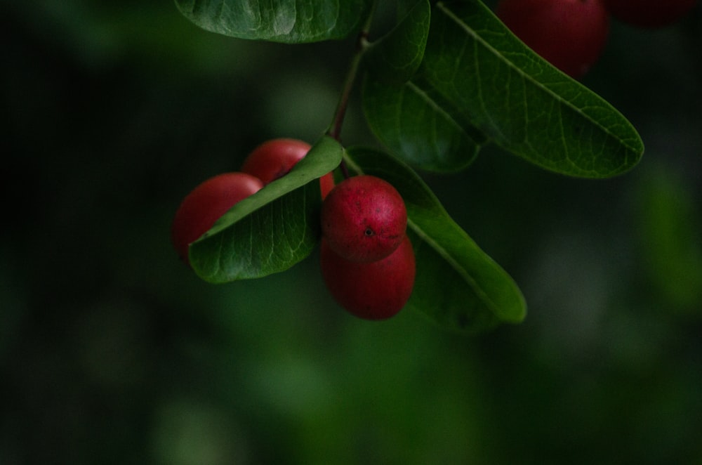 a close up of some berries