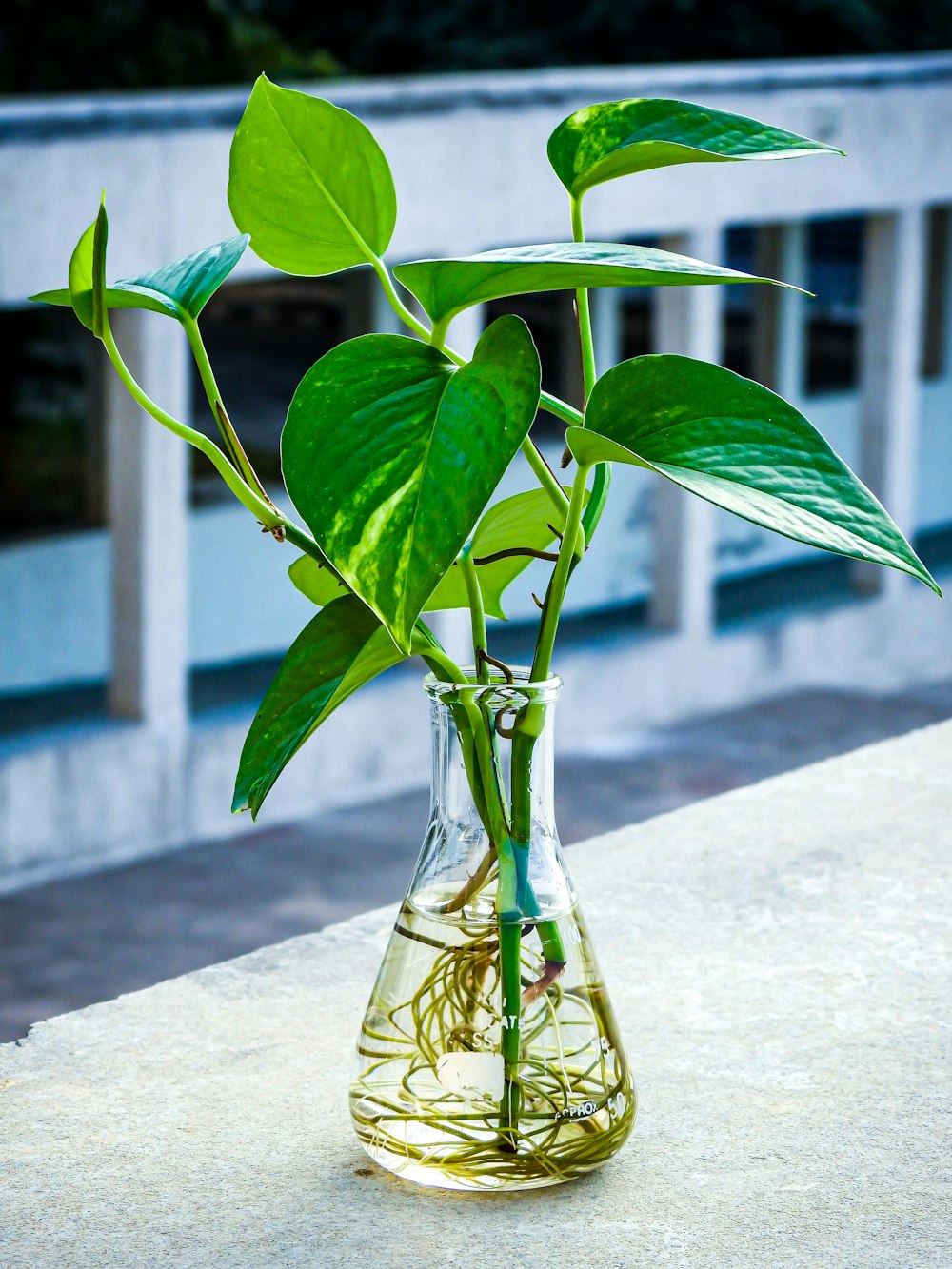 a plant in a glass vase